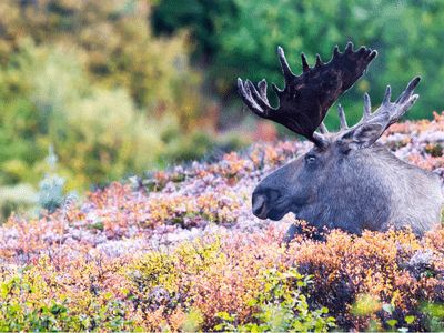 moose in tundra