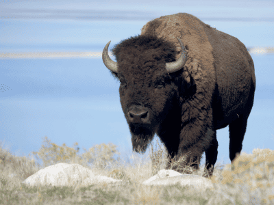seeing wildife like this buffalo is a once in a lifetime thing to do in salt lake city with teens.